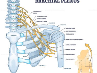 Brachial Plexus: Anatomy, Clinical Correlations, and Injury Management